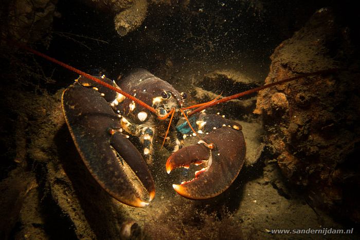 Zeekreeft, Scharendijke, 23-5-2014